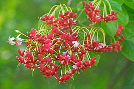 红色花朵仰光爬行者植物藤本红色花园环境君子热带材料花朵环保背景