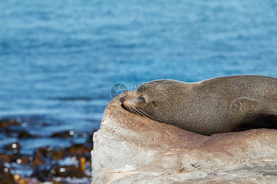 海狗哺乳动物动物海洋生物海豹图片