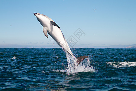 海豚跳跃蓝色动物海洋生物海洋图片
