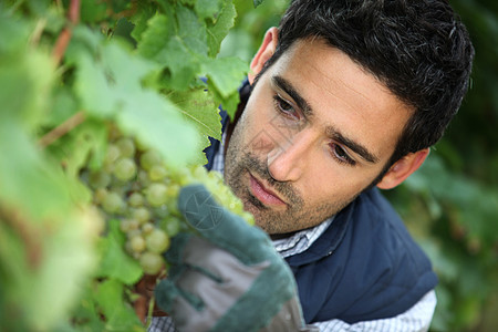 在葡萄园工作的人农民酿酒师农业收获收成生长水果藤蔓酒厂白色图片