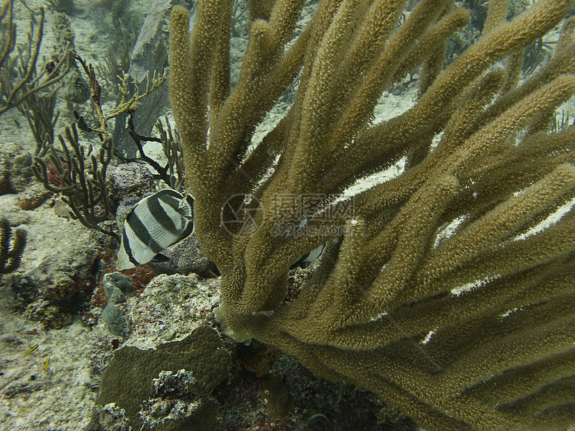 带条型蝴蝶鱼生活珊瑚呼吸管潜水潜水员游泳异国海洋环境情调图片