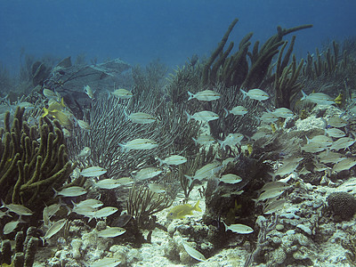 鱼类学校咕噜海洋潜水员珊瑚游泳海绵呼吸管异国情调潜水图片