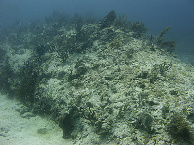 珊瑚山游泳潜水员生活情调潜水咕噜海洋呼吸管风景异国图片