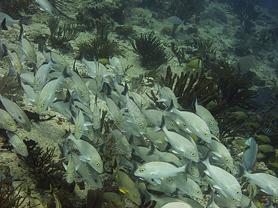 鱼类学校环境珊瑚生活潜水员呼吸管海洋游泳风景异国潜水图片