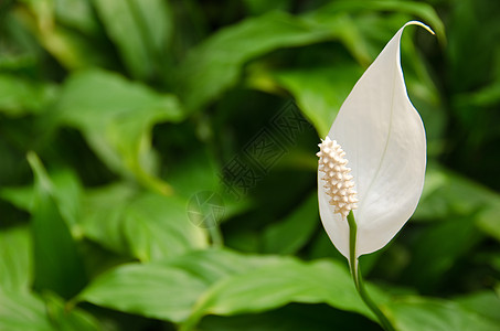 白鹤芋和平律白色百合绿色植物植物群图片