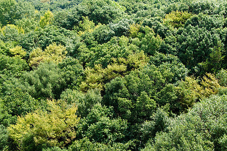 上面所见的森林树冠木头栖息地叶子植被树叶荒野植物季节地毯阳光图片