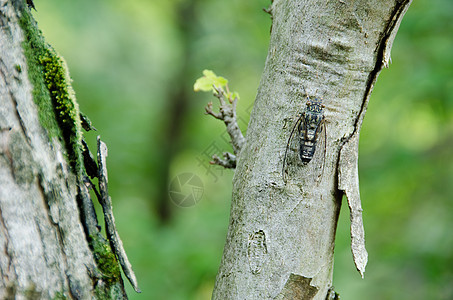 Cicada坐在树上唱歌背景图片