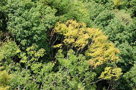 上面所见的森林树冠植物树叶叶子天篷地毯荒野季节公园环境植物群图片
