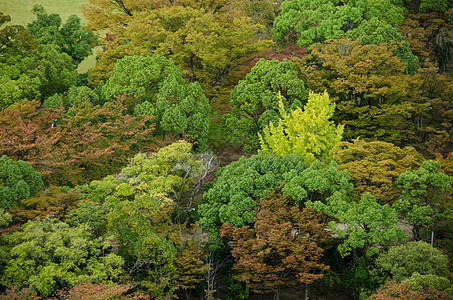 上面所见的森林树冠植物群荒野阳光植物栖息地天篷墙纸地毯公园树叶图片