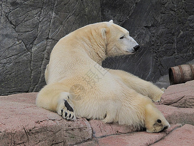 北極熊北极熊放松 乌苏斯·马里提穆斯背景