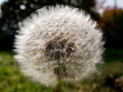 Dandelion 时钟 白氧化亚硝酸盐图片