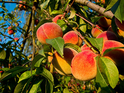 树上的桃子农业植物群果味园艺橙子营养食物农场植物饮食图片