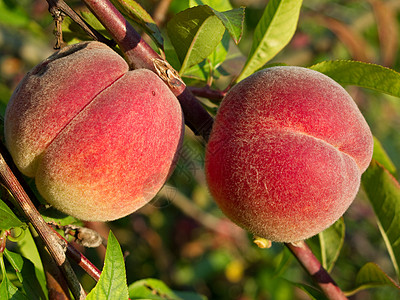 树上的桃子农业营养农场食物橙子植物群果味收成植物叶子图片