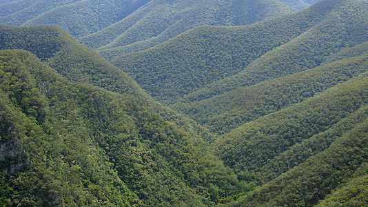 和在奥斯大利亚的森林中的山丘薄雾树梢内衬丛林树木岩石桉树天篷生物学生物图片