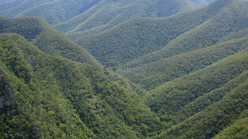 和在奥斯大利亚的森林中的山丘薄雾树梢内衬丛林树木岩石桉树天篷生物学生物图片