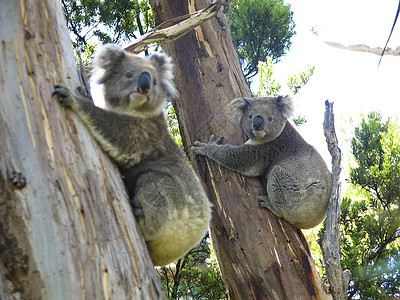 Koala在树上荒野天空野生动物动物哺乳动物蓝色树叶噬菌体苏醒桉树图片