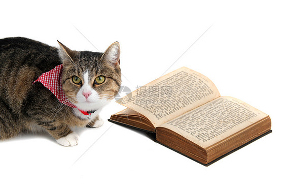甜甜的猫和带bandana 阅读一本书图片