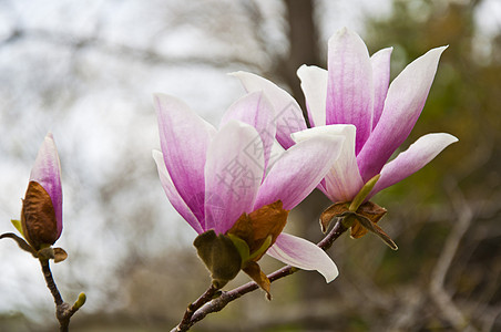 花朵季节阳光天空蓝色紫色百合玉兰照射小路直流电图片
