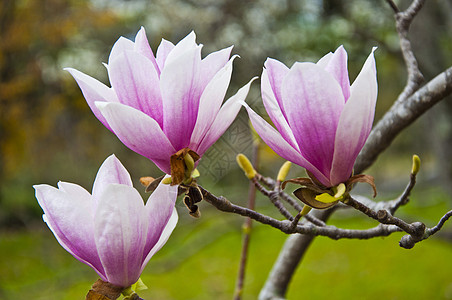 花朵场地紫红色园艺小路直流电紫色花瓣季节阳光花园图片