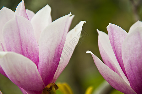 花朵花瓣花园植物学线条照射小路百合园艺场地季节图片