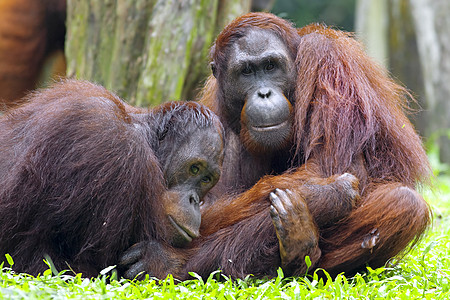 婆罗洲奥兰古人橙子康复俘虏丛林森林猩猩荒野野生动物灵长类濒危图片