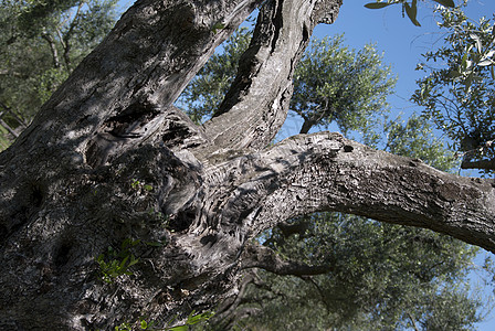 一棵百年之久的橄榄树树干皮层历史橄榄林国家天空木头背景图片
