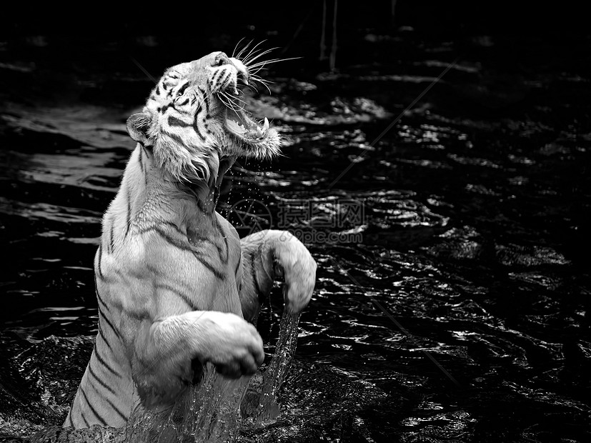 白老虎濒危荒野胡须野生动物猫科捕食者情调危害危险动物图片