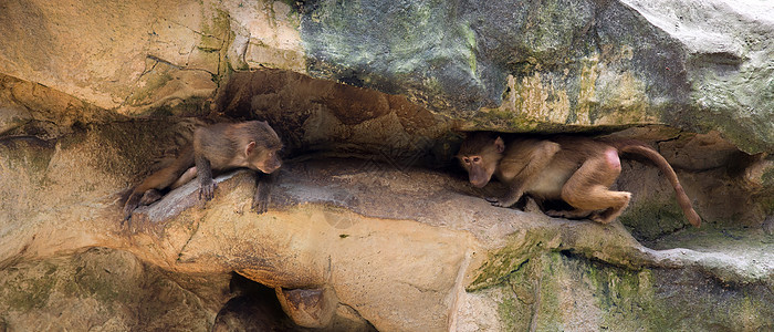 巴布岩石野生动物生态荒野哺乳动物孩子们猿猴毛皮少年灵长类图片