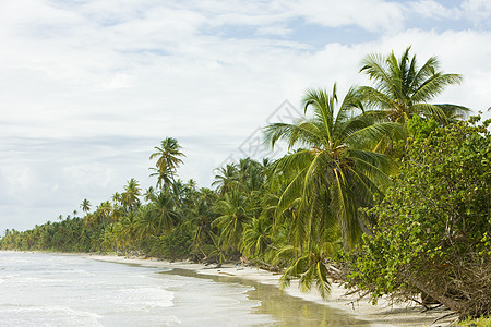 多巴哥岛海滩图片