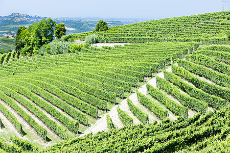 意大利皮埃蒙特附近的维内亚尔酒业植被世界外观乡村葡萄园栽培农村风景位置图片