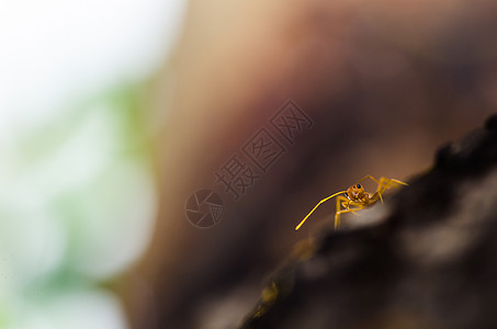 绿色性质的红色 ant 宏工人宏观昆虫损害水平野生动物橙子生物蚂蚁漏洞图片