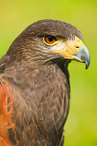 哈瑞斯霍克或尘土猎物捕食者单环鸟类照片棕色食肉猎人野生动物图片