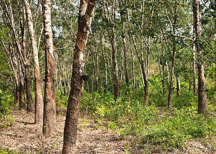 橡胶树种植园液体乳胶热带生产树液牛奶丛林农业林业农场图片
