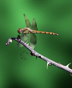 龙蜗牛动物群白色绿色生活昆虫翅膀季节蜻蜓图片