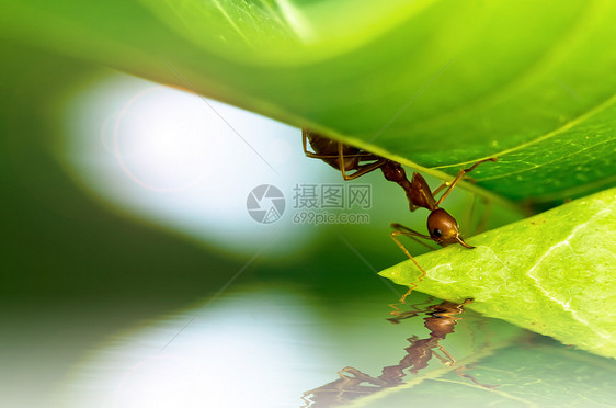 强大的红蚂蚁工人天线探索红色生物水平腰部照片工作漏洞图片