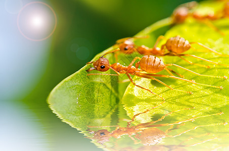 红蚂队工作宏观漏洞蚂蚁昆虫探索绿色照片橙子生物天线图片