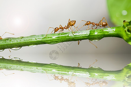 绿色性质的红蚂蚁昆虫橙子漏洞水平工人损害生物野生动物宏观红色图片