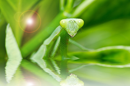 绿性白蚁荒野捕食者昆虫爪子漏洞野生动物绿色眼睛天线猎人图片