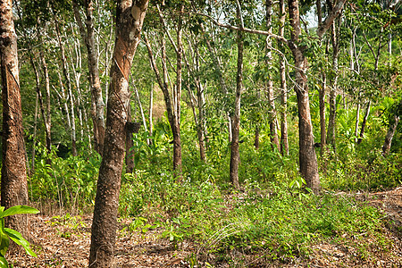 橡胶树种植园林业树液液体乳胶木头农场热带生产森林植物图片