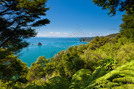 新西兰亚热带森林海峡国家树木假期天堂蕨树蕨类旅行树蕨海岸线图片