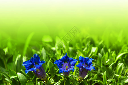 花园中蓝春花朵的花朵高地资产植物群植物学荒野保护背景宏观远足文化图片