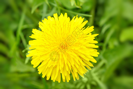 蒲公英植物绿色背景的黄色花环草地橙子杂草叶子生长植物活力柔焦太阳花粉背景