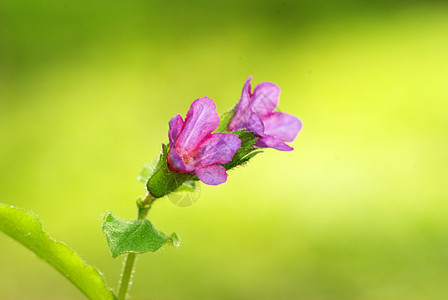 春花植物群宏观花瓣毛茛花园阴影蓝色植物森林公园图片