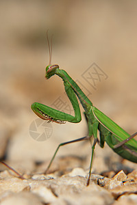 祈祷捕食者漏洞绿色爪子动物螳螂宏观害虫图片