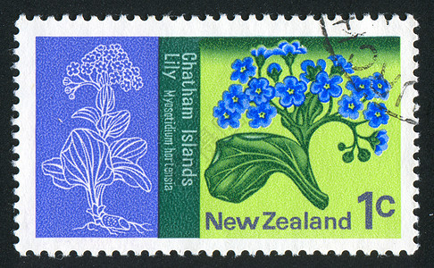 杂兰花hydranda明信片邮资香味邮件衬套海豹植物群古董历史性花瓣图片