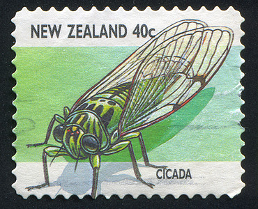 Cicada 胶状阴影邮票历史性蟋蟀古董邮件腹部信封香脂明信片图片