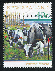 奶牛地平线植物群哺乳动物信封鼻子明信片历史性邮资农村草地图片