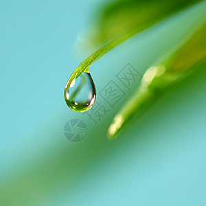 大水滴花园雨滴背景生长宏观草本植物草地树叶反射环境图片