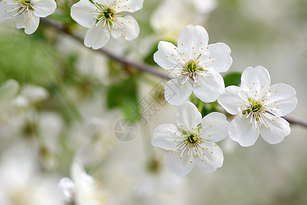 樱花花白色绿色花瓣季节性背景图片