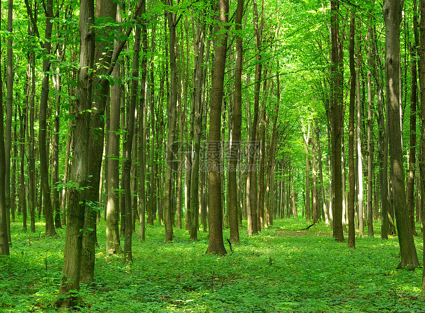 风景天堂生态环境绿色植物床单森林公园阳光图片